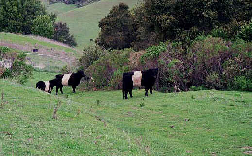 More Pictures of Belted Galloway Cattle from our ranch: